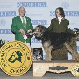 Otterhound All Grown Up from Riverrun Otterhounds