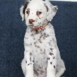 Orange girl - White and liver brown female Dalmatian puppy in Cottage Grove, Oregon from Hidden Hills Dalmatians