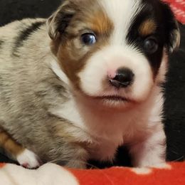 Miniature Australian Shepherd and Toy Australian Shepherd Puppies from Miller Hill Aussies