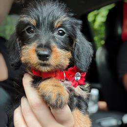 Dachshund Puppies from Royal Bloodline Canines