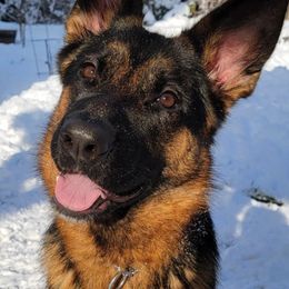 German Shepherds from Diana's German Shepherds