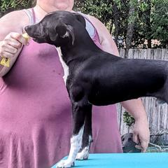 Ego - American Hairless Terrier