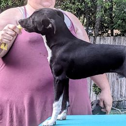 Ego - American Hairless Terrier