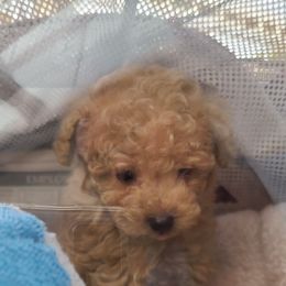 Aussiedoodle, Poodle, and Toy Australian Shepherd Puppies from Heartland Ranch