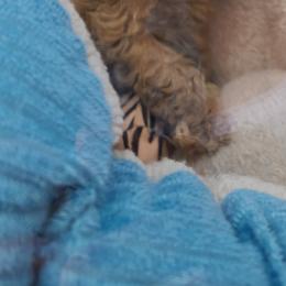 Aussiedoodle, Poodle, and Toy Australian Shepherd Puppies from Heartland Ranch