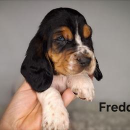 Freddie - Black brown and white male Basset Hound puppy in Mack's Creek, Missouri from Mack's Creek Basset Hounds