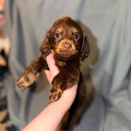 Leo - Chocolate male Dachshund puppy in Silsbee, Texas from The Doxie Den