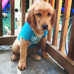 Golden Retriever and Labrador Retriever All Grown Up from Mulberry Retrievers