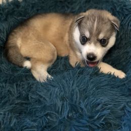 Siberian Husky Puppies from SnowShier Huskies