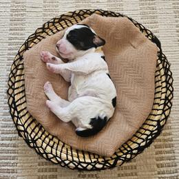 Girl 5 - female English Springer Spaniel puppy in Columbia, North Carolina from Kaitlin Bateman