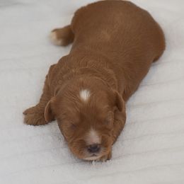 Bouncer - Red male Cavalier King Charles Spaniel puppy in Honey Brook, Pennsylvania from Stoltzfus Family Puppies (license number 18844)