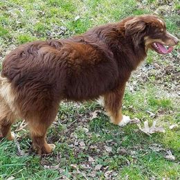 Gus - Toy Australian Shepherd