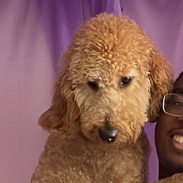Summer - Goldendoodle