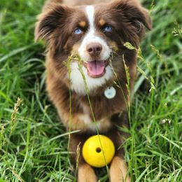 Miniature American Shepherds from Skillet Creek Farm Aussies