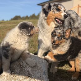 Australian Shepherd Puppies from DeVos Australian Shepherds