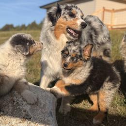 Australian Shepherd Puppies from DeVos Australian Shepherds