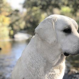 Labrador Retriever All Grown Up from Chateau St. John
