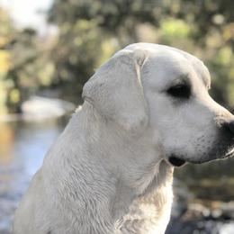 Labrador Retriever All Grown Up from Chateau St. John