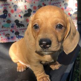 Dachshund Puppies from Vibrant Eyes Doxies