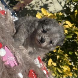 Blossom - Blue merle female Pomeranian puppy in Sandia, Texas from Broken Arrow Poms