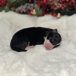 Girl 4 - Black and white female Border Collie puppy in Jonesboro, Arkansas from Hampton Border Collies