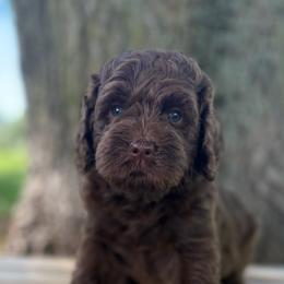 Cheyenne - Chocolate female Goldendoodle puppy in Zeeland, Michigan from Dandelion Lane Doodles