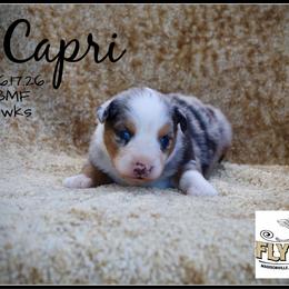 Capri - Blue merle female Miniature Australian Shepherd puppy in Madisonville, Texas from Flying LL Aussies