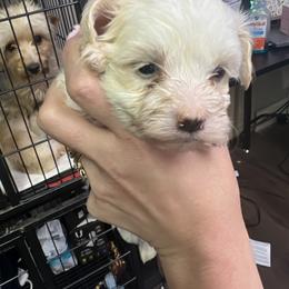 Chihuahua, Morkie, and Yorkshire Terrier Puppies from Patty’s Paws