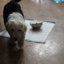 Old English Sheepdog Puppies from Gabriela Moreno's Old English Sheepdogs