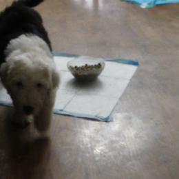 Old English Sheepdog Puppies from Gabriela Moreno's Old English Sheepdogs