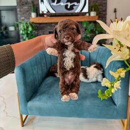 Bernedoodle, Cavapoo, Cavapoochon, Goldendoodle, Poodle, and Yorkipoo Puppies from Anchor Dogs