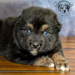 Gabbana - Black tri-color female Australian Shepherd puppy in Fultonville, New York from Sandy Aussies & Pomeranians