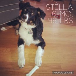 Australian Shepherd All Grown Up from K & R Australian Shepherds