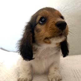 Elvis - Piebald male Dachshund puppy in Gold Canyon, Arizona from Silverking Kennels