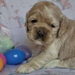 Lily - Buff female Cocker Spaniel puppy in Crossville, Tennessee from Timber Sunrise Cockers