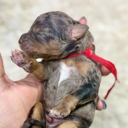 Red collar boy - Blue merle male Bernedoodle puppy in Crete, Illinois from Plum Valley Pups