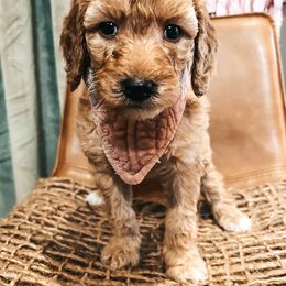 Goldendoodle Puppies from The Doting Doodle