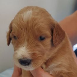 Brown Male - Cream male Goldendoodle puppy in Vernon, Vermont from Dynamic Doodles of Southern Vermont