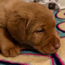 Redwood - Yellow male Labrador Retriever puppy in North Chesterfield, Virginia from Lake Crystal Farms Labradors