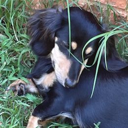 Rylee - Dachshund