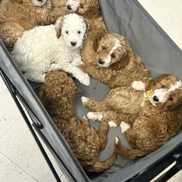 Goldendoodle Puppies from Ivy’s Doodles