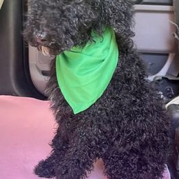 Goldendoodle and Poodle Puppies from SnickerDoodlePups