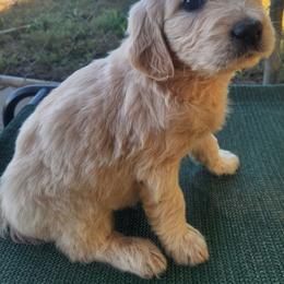 (Brown Collar) - Fawn female Companion Cross puppy in Richmond, Missouri from Natalie's Happy Fur Paw's