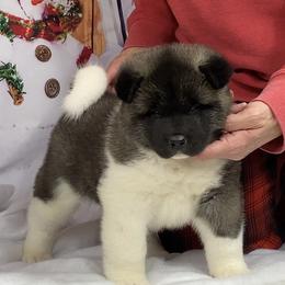 Sophie - Black, silver undercoat female Akita puppy in Newberry, Michigan from Day Dream Akita & Shiba Inu