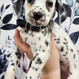 Gameboy - White and black male Dalmatian puppy in Gray, Georgia from Fuller Spots