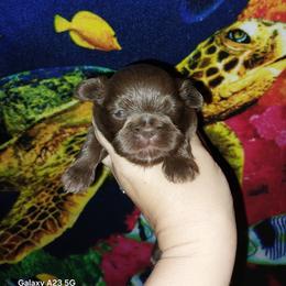Quint - Chocolate male Shih Tzu puppy in Arcadia, Florida from Kitsune Cuddles and kisses