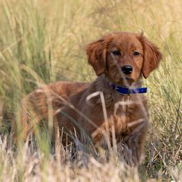 Golden Retriever puppies from Stormy Hill Golden Retrievers