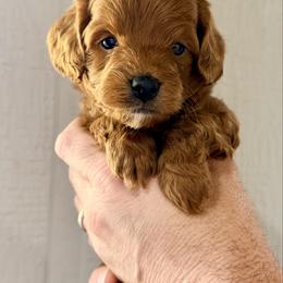 Tan Girl - Red  female Goldendoodle puppy in Philadelphia, Mississippi from Oakie Doodles