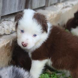 Pompompurin-1000 - Red tri-color male Australian Shepherd puppy in Star City, Arkansas from Blush & Lace Aussie Co.