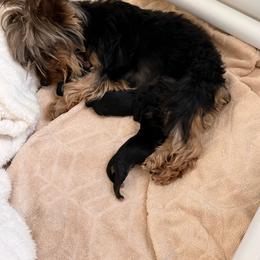 Freddie - Black and tan male Yorkshire Terrier puppy in Wilbraham, Massachusetts from Roleez Yorkies